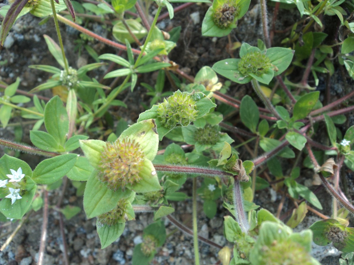 Richardia brasiliensis Gomes